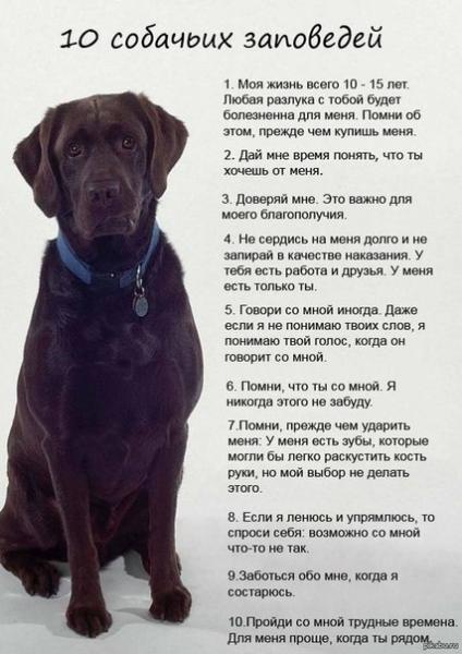 10 заповедей собаки